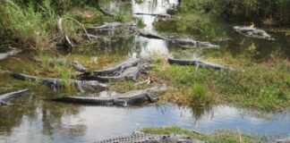 Planned Detention Center for Migrants in Florida Known as ‘Alligator Alcatraz’ Draws Scrutiny From Latino Communities Planned Detention Center for Migrants in Florida Known as 'Alligator Alcatraz' Draws Scrutiny From Latino Communities