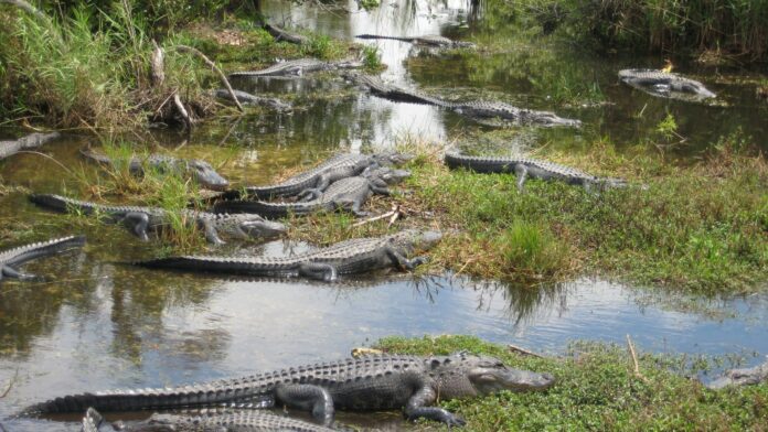 Planned Detention Center for Migrants in Florida Known as 'Alligator Alcatraz' Draws Scrutiny From Latino Communities