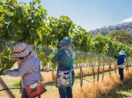 Administration Signals Hope for Farmworkers and Hotel Workers Through Possible Immigration Changes
