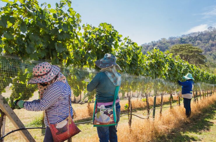 Administration Signals Hope for Farmworkers and Hotel Workers Through Possible Immigration Changes