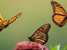 Millions of Monarch Butterflies Head to Mexico for Their Annual Migration While Scientists Warn of Steep Decline