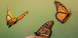 Millions of Monarch Butterflies Head to Mexico for Their Annual Migration While Scientists Warn of Steep Decline Millions of Monarch Butterflies Head to Mexico for Their Annual Migration While Scientists Warn of Steep Decline