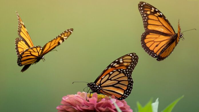 Millions of Monarch Butterflies Head to Mexico for Their Annual Migration While Scientists Warn of Steep Decline