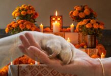 Mexico Invites Pets to Cross Back Home for Día de Muertos Mexico Invites Pets to Cross Back Home for Día de Muertos