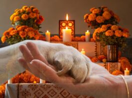 Mexico Invites Pets to Cross Back Home for Día de Muertos Mexico Invites Pets to Cross Back Home for Día de Muertos