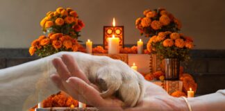 Mexico Invites Pets to Cross Back Home for Día de Muertos Mexico Invites Pets to Cross Back Home for Día de Muertos