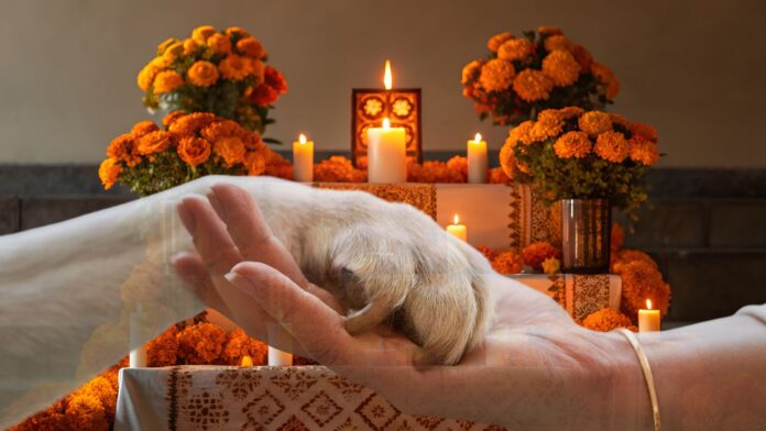 Mexico Invites Pets to Cross Back Home for Día de Muertos