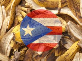 Puerto Rican Students Found a Way to Turn Banana Peels Into Biodegradable Plastic and the Island’s Landfills May Never Be the Same Puerto Rican Students Found a Way to Turn Banana Peels Into Biodegradable Plastic and the Island's Landfills May Never Be the Same