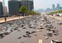 Honduras Has a City Where It Rains Fish Every Single Year and the Mystery Behind It Has Stumped Scientists for Decades Honduras Has a City Where It Rains Fish Every Single Year and the Mystery Behind It Has Stumped Scientists for Decades