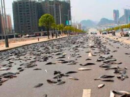 Honduras Has a City Where It Rains Fish Every Single Year and the Mystery Behind It Has Stumped Scientists for Decades Honduras Has a City Where It Rains Fish Every Single Year and the Mystery Behind It Has Stumped Scientists for Decades