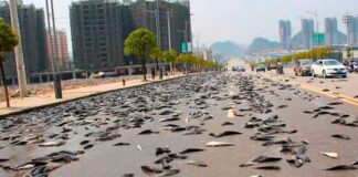 Honduras Has a City Where It Rains Fish Every Single Year and the Mystery Behind It Has Stumped Scientists for Decades Honduras Has a City Where It Rains Fish Every Single Year and the Mystery Behind It Has Stumped Scientists for Decades