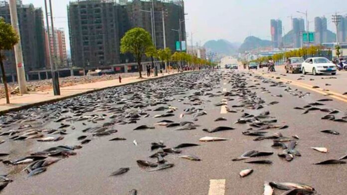 Honduras Has a City Where It Rains Fish Every Single Year and the Mystery Behind It Has Stumped Scientists for Decades