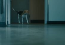 Bad Bunny’s Dog Has Both His Last Name and Gabriela Berlingeri’s and the Order He Chose Matters Bad Bunny's Dog Has Both His Last Name and Gabriela Berlingeri's and the Order He Chose Matters