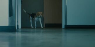 Bad Bunny’s Dog Has Both His Last Name and Gabriela Berlingeri’s and the Order He Chose Matters Bad Bunny's Dog Has Both His Last Name and Gabriela Berlingeri's and the Order He Chose Matters