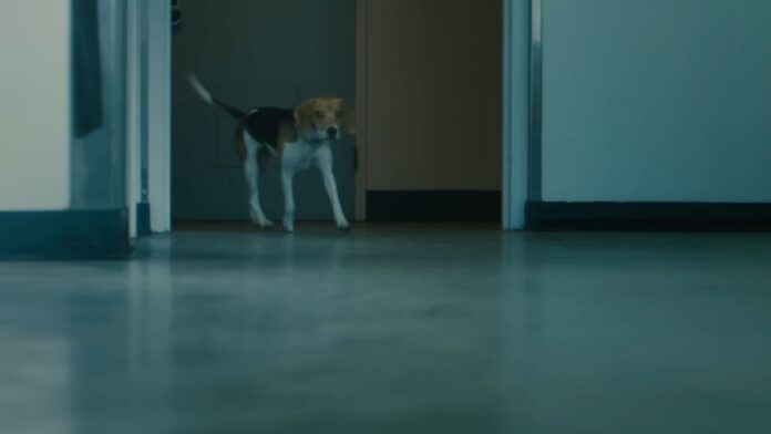 Bad Bunny's Dog Has Both His Last Name and Gabriela Berlingeri's and the Order He Chose Matters